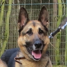 SIGMA, Hund, Deutscher Schäferhund in Fulda - Bild 1
