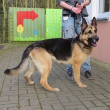 SIGMA, Hund, Deutscher Schäferhund in Fulda - Bild 2