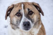 FLECKI, Hund, Mischlingshund in Rumänien - Bild 1