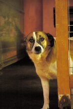 FLECKI, Hund, Mischlingshund in Rumänien - Bild 10