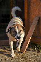 FLECKI, Hund, Mischlingshund in Rumänien - Bild 11