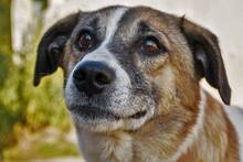 FLECKI, Hund, Mischlingshund in Rumänien - Bild 2