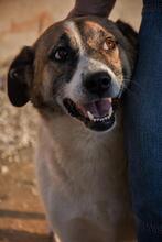 FLECKI, Hund, Mischlingshund in Rumänien - Bild 3