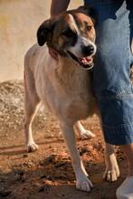 FLECKI, Hund, Mischlingshund in Rumänien - Bild 4