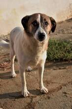 FLECKI, Hund, Mischlingshund in Rumänien - Bild 6