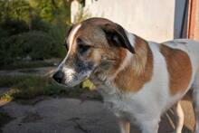 FLECKI, Hund, Mischlingshund in Rumänien - Bild 8