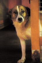 FLECKI, Hund, Mischlingshund in Rumänien - Bild 9