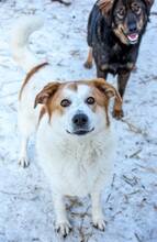 ANNIE, Hund, Mischlingshund in Rumänien - Bild 1