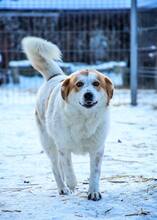 ANNIE, Hund, Mischlingshund in Rumänien - Bild 10