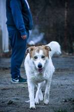 ANNIE, Hund, Mischlingshund in Rumänien - Bild 11