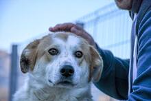 ANNIE, Hund, Mischlingshund in Rumänien - Bild 3