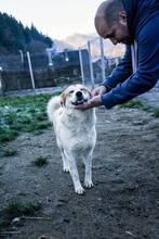 ANNIE, Hund, Mischlingshund in Rumänien - Bild 4