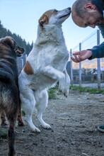 ANNIE, Hund, Mischlingshund in Rumänien - Bild 5