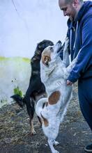 ANNIE, Hund, Mischlingshund in Rumänien - Bild 6
