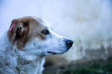 ANNIE, Hund, Mischlingshund in Rumänien - Bild 7