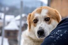 ANNIE, Hund, Mischlingshund in Rumänien - Bild 8