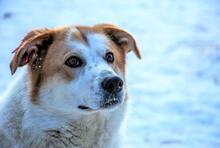 ANNIE, Hund, Mischlingshund in Rumänien - Bild 9