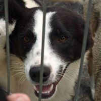JAMIE, Hund, Mischlingshund in Rumänien - Bild 1