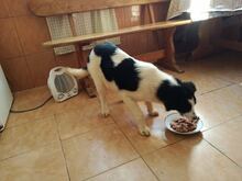 JAMIE, Hund, Mischlingshund in Rumänien - Bild 10