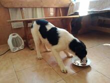 JAMIE, Hund, Mischlingshund in Rumänien - Bild 15