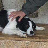 JAMIE, Hund, Mischlingshund in Rumänien - Bild 2