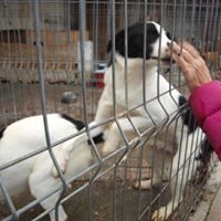 JAMIE, Hund, Mischlingshund in Rumänien - Bild 3