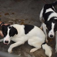 JAMIE, Hund, Mischlingshund in Rumänien - Bild 4