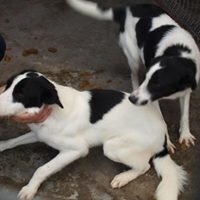 JAMIE, Hund, Mischlingshund in Rumänien - Bild 5