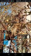 SAMBAR, Katze, Europäisch Kurzhaar in Bulgarien - Bild 3