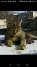 SAMBAR, Katze, Europäisch Kurzhaar in Bulgarien - Bild 4