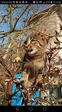 SAMBAR, Katze, Europäisch Kurzhaar in Bulgarien - Bild 5