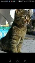 SAMBAR, Katze, Europäisch Kurzhaar in Bulgarien - Bild 6