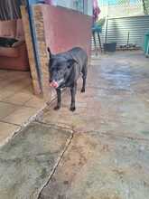 LISA, Hund, Mischlingshund in Spanien - Bild 4