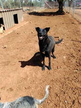 LISA, Hund, Mischlingshund in Spanien - Bild 9
