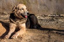 DONNA, Hund, Mischlingshund in Rumänien - Bild 2