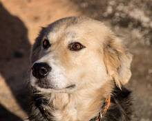 DONNA, Hund, Mischlingshund in Rumänien - Bild 4