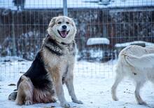 DONNA, Hund, Mischlingshund in Rumänien - Bild 8