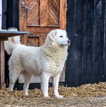 KINGA, Hund, Herdenschutzhund-Mix in Rumänien - Bild 1