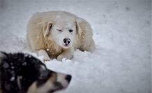 KINGA, Hund, Herdenschutzhund-Mix in Rumänien - Bild 3