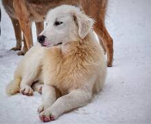 KINGA, Hund, Herdenschutzhund-Mix in Rumänien - Bild 4