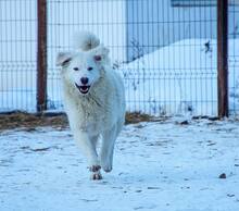 KINGA, Hund, Herdenschutzhund-Mix in Rumänien - Bild 6