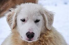 KINGA, Hund, Herdenschutzhund-Mix in Rumänien - Bild 7