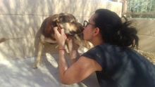 FREDO, Hund, Mischlingshund in Spanien - Bild 11