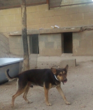 FREDO, Hund, Mischlingshund in Spanien - Bild 15