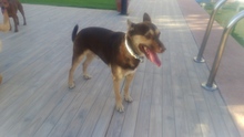 FREDO, Hund, Mischlingshund in Spanien - Bild 2
