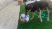 FREDO, Hund, Mischlingshund in Spanien - Bild 3