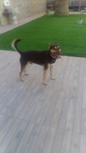FREDO, Hund, Mischlingshund in Spanien - Bild 5