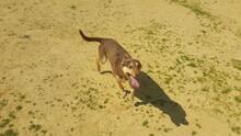 FREDO, Hund, Mischlingshund in Spanien - Bild 6