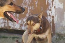 FREDO, Hund, Mischlingshund in Spanien - Bild 7