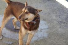FREDO, Hund, Mischlingshund in Spanien - Bild 8